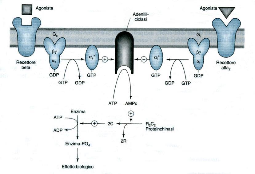 I recettori a 2 inibiscono l adenilato ciclasi (aumentano la