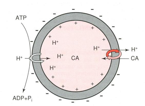 Captazione della noradrenalina nelle vescicole sinaptiche L energia necessaria all accumulo della noradrenalina nelle vescicole è fornita da una pompa protonica.