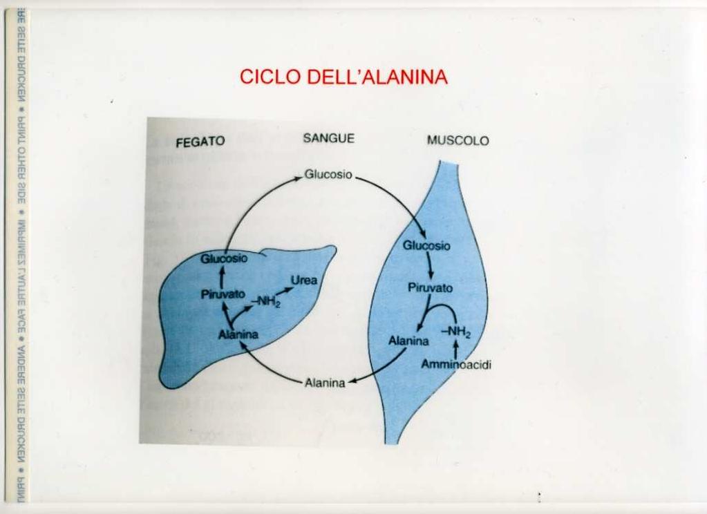 Gluconeogenesi sintesi di glucosio da precursori non glucidici Precursori: Lattato, ossalacetato, glicerolo Amminoacidi