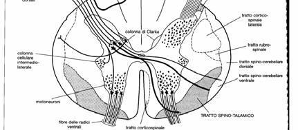 neurone di II ordine a livello di