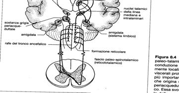 midollo spinale che comprende il circuito proprio della nocicezione e la modulazione del dolore a livello sinaptico sia mielomerico che sopraspinale Fibre discendenti dai nuclei del rafe (5HT) e dal