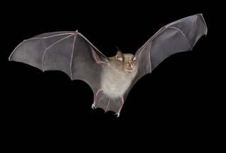 Contrariamente a quello che si pensa, in Svizzera, solo due specie di pipistrelli beneficiano degli insetti attratti dalle lampade. Le specie minacciate evitano la luce artificiale.