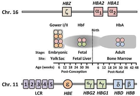 Fig. 1. Schema dell organizzazione dei loci α e β-globinici ed espressione temporale dei vari tipi di emoglobina (Wilber A. et al. Blood 2011) [2].