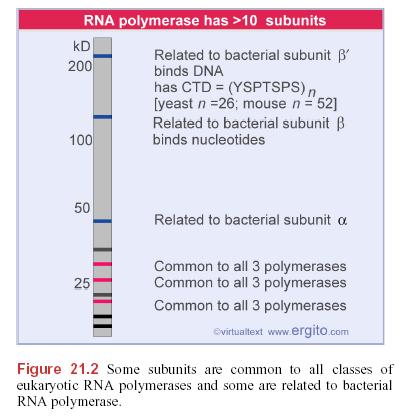 La subunità maggiore di RNA polimerasi II ha un dominio carbossi-terminale (CTD), che consiste di ripetizioni multiple di una sequenza consenso di 7 amino acidi.