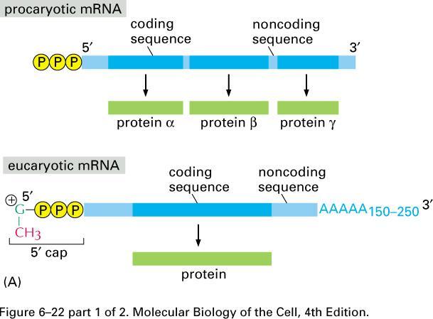 mrna di