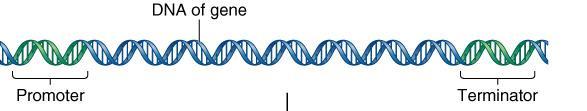 Initiation The promoter functions as a recognition site for