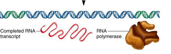 complex to synthesize the RNA transcript Termination A