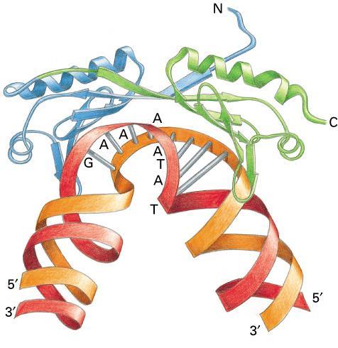 TATA-Binding protein(tbp) TBP è una subunità di TFIID. E composta da due domini simili.