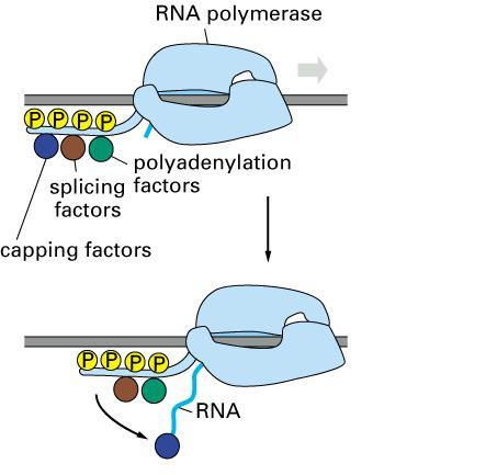 Gli enzimi per il processamento del RNA sono
