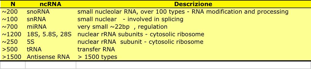 Geni per ncrnas I genomi eucariotici codificano per un gran numero di RNA non codificanti