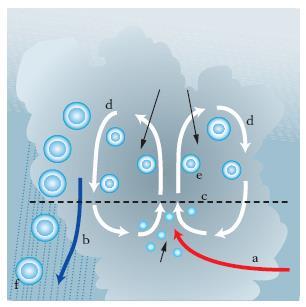 Quando un cristallo di ghiaccio, all interno di una nube, viene più volte spinto verso l alto