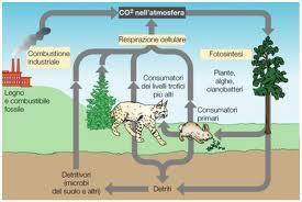 CICLO DELL OSSIGENO La principale fonte di ossigeno atmosferico è la fotosintesi, che produce zuccheri e ossigeno consumando anidride carbonica e acqua secondo la reazione: 6CO 2 + 6H 2 O +