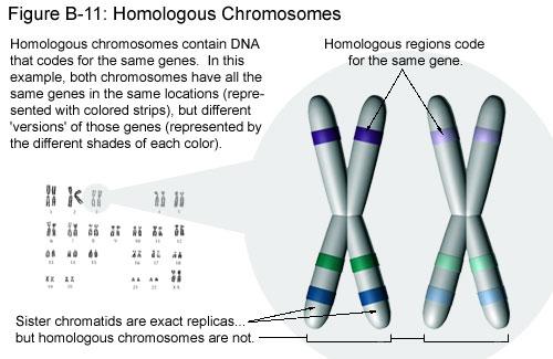 Dopo la fase S, ogni cromosoma sarà costituito di 2 RMIDI fratelli che sono repliche