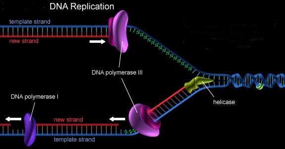 SSBP Elicasi DNA