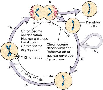 The fate of a single parental chromosome throughout the eukaryotic cell cycle. Following mitosis (M), daughter cells contain 2n chromosomes in diploid organisms.