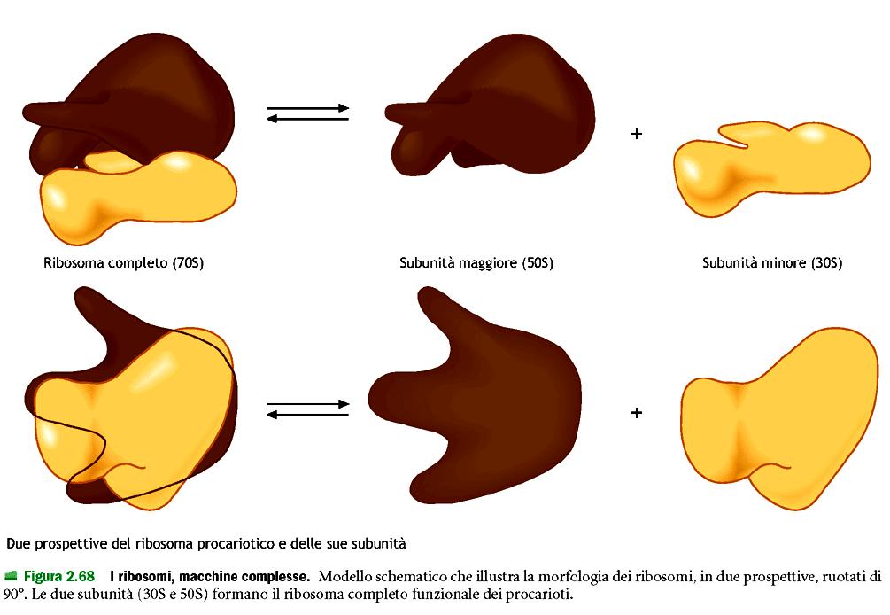 Ribosomi