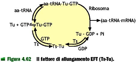 procarioti 1.