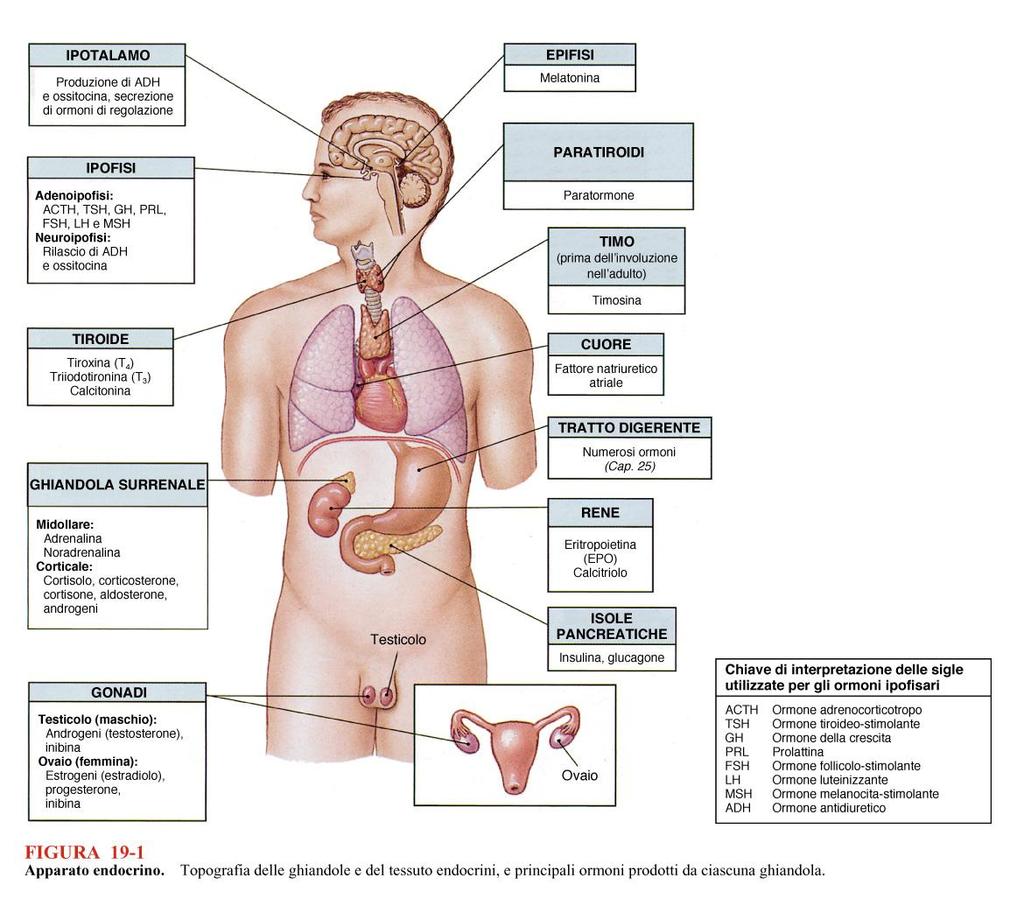 Apparato endocrino Sistema di comunicazione