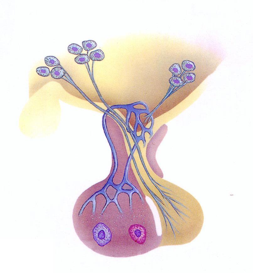 IPOTALAMO ENDOCRINO: FUNZIONI Complesso di nuclei formati da neuroni capaci di secernere ormoni che attraverso la via nervosa