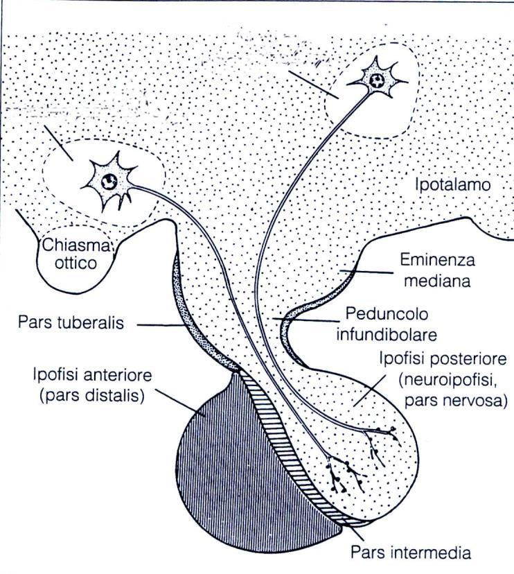 Nuclei magnicellulari: Nuclei sopraottico e paraventricolare Nucleo PARAVENTRICOLRE Nucleo SOPRAOTTICO Fascio IPOTALAMO- IPOFISARIO: neuriti lunghi dei neuroni neurosecernenti dei 2 nuclei che
