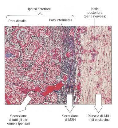 PARS INTERMEDIA scarsamente sviluppata nell uomo Alpha MSH: Stimola la produzione di melanina e rilascio di prolattina ammassi di cellule basofile (poliedriche,