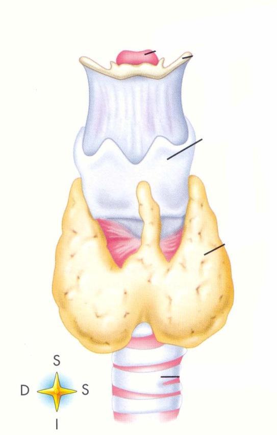 Tiroide Si sviluppa nella parte ant.