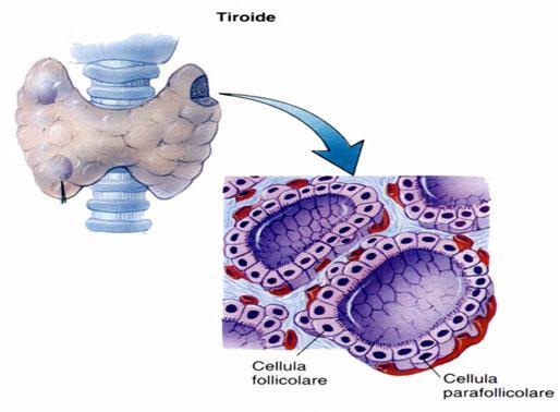 pieno: capsula, stroma, parenchima 2 lobi connessi da un istmo