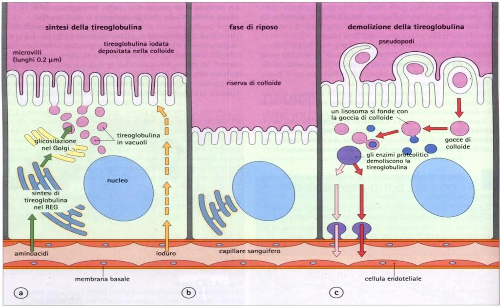 CARATTERISTICHE DEI TIREOCITI forma che va dal piatto al cilindrico superficie rivolta verso il lume con microvilli, nucleo