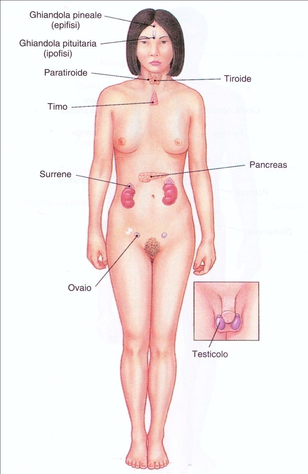 Apparato Endocrino Costituito da: numerose ghiandole ormoni Funzioni principali Mettere in comunicazione, integrare e