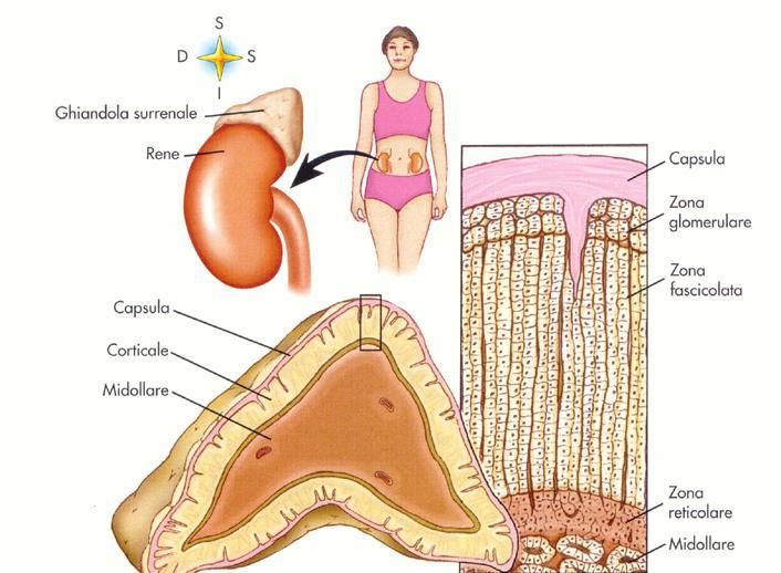 Ghiandole Surrenali accolte nella loggia renale a ridosso del polo superiore del RENE Connettivo denso, fibre elastiche t. Epiteliale endocrino t.