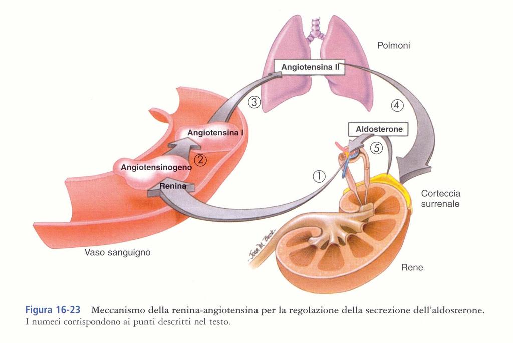 MINERALCORTICOIDI (zona glomerulare) Regolano la composizione elettrolitica (Sali minerali) ed il volume del sangue Azione dell Aldosterone: aumenta il riassorbimento renale di ioni sodio ( di