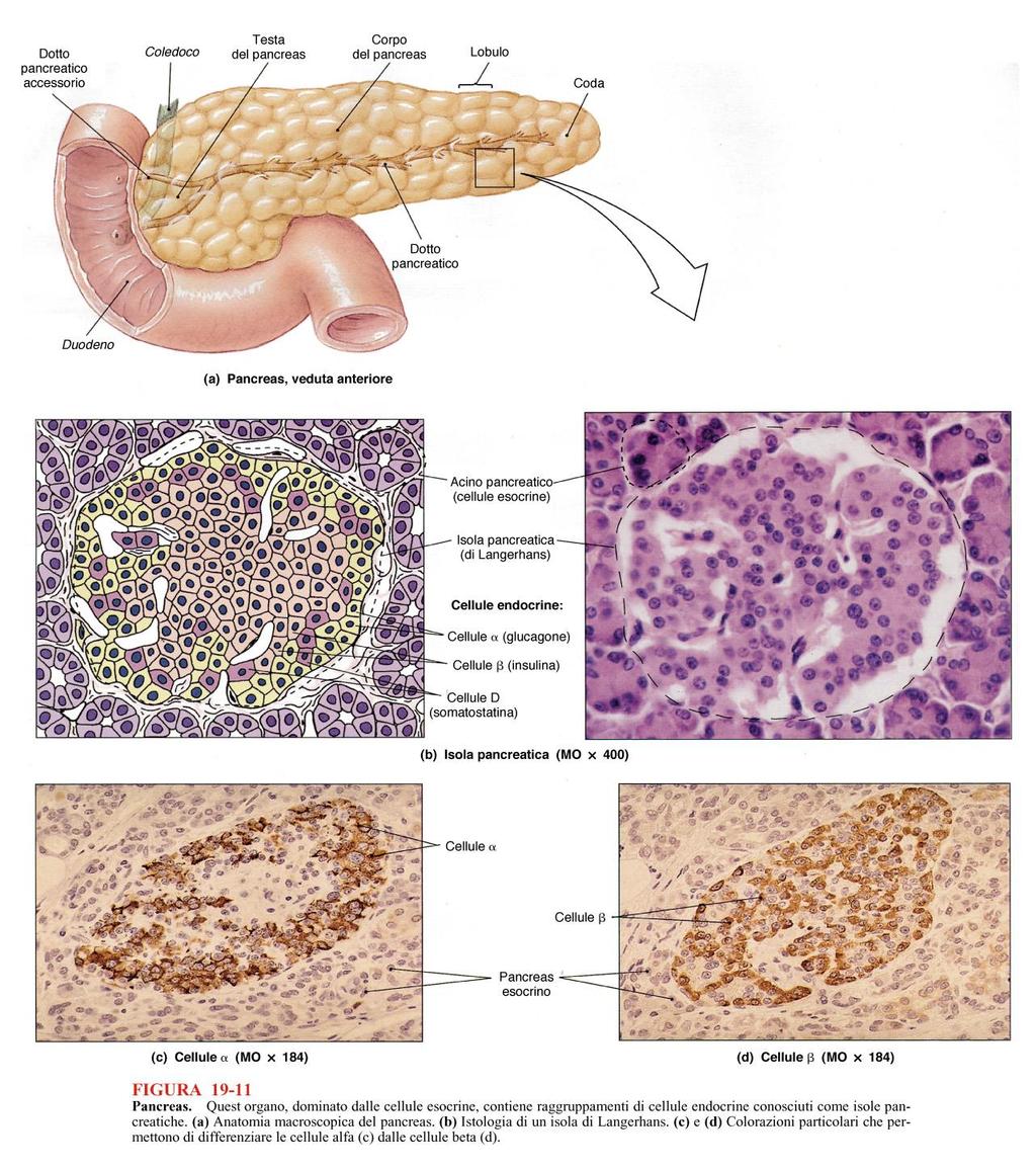 PANCREAS ENDOCRINO parte ENDOCRINA: piccoli aggregati di tessuto epiteliale endocrino (Isolotti Pancreatici o Isole del Langherans),