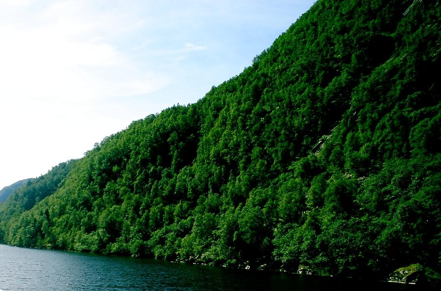 La navigazione verso il lodge permetterà di effettuare l'escursione "Meeting of the water": l'incredibile fenomeno per cui il Rio Negro si incontra con il Rio Solimoes e per effetto della diversa