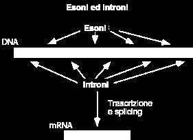 L organizzazione dei genomi cellulari Il significato degli introni Struttura esone-introne di molti geni eucariotici è molto complicata La