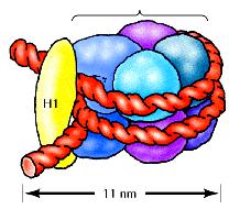 L organizzazione superelicoidale del DNA: i cromosomi Cromatina Nucleosoma: L unità strutturale base della cromatina: 2 X H2A 2 X H2B 2 X H3 2 X H4 Su questo ottamero di proteine