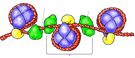 L organizzazione superelicoidale del DNA: i cromosomi Cromatina Il DNA è avvolto intorno agli istoni a formare i nucleosomi e sigillato dall istone H1.