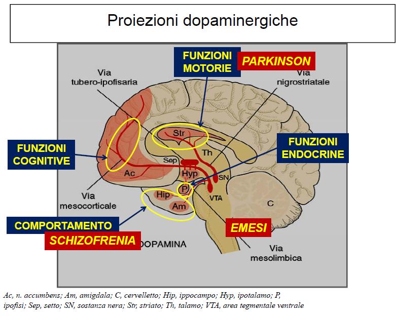 controlla secrezione di prolattina (PRL). ma anche di MSH, endorfine (lobo intermedio), ADH ed ossitocina (neuroipofisi).