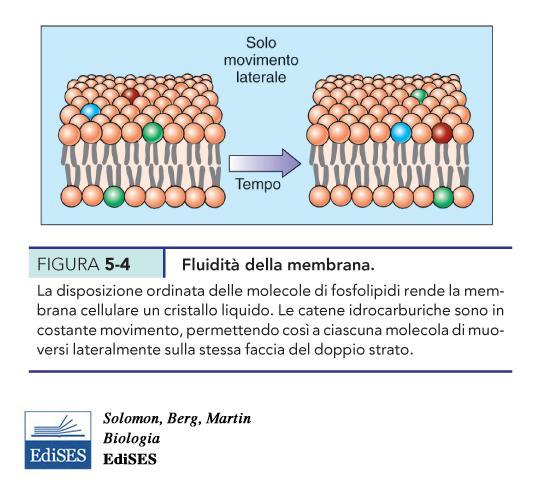 Le membrane sono fluide