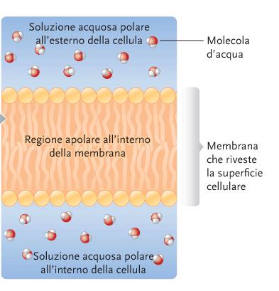 idrofobiche