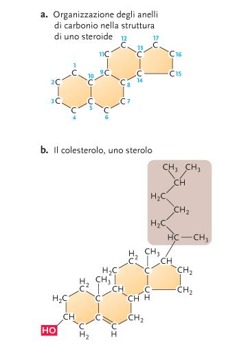 Ciclopentanoperidrofenantrene : (idrocarburo tetraciclico composto da una molecola di