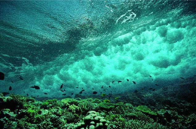 Acque limpide, trasparenti: i coralli vivono in simbiosi