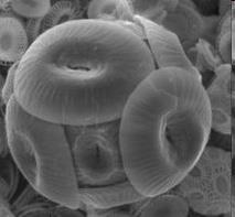Nannoplancton calcareo: alghe calcaree unicellulari che vivono nelle acque superficiali degli oceani.