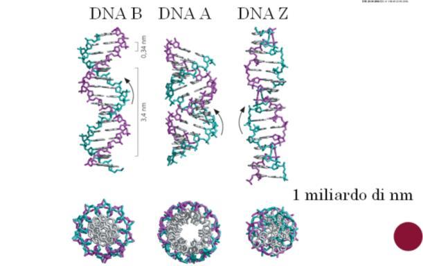3 Principali caratteristiche del DNA Generalmente in natura è possibile osservare tre differenti tipologie di struttura per il DNA, la forma A, B e Z.