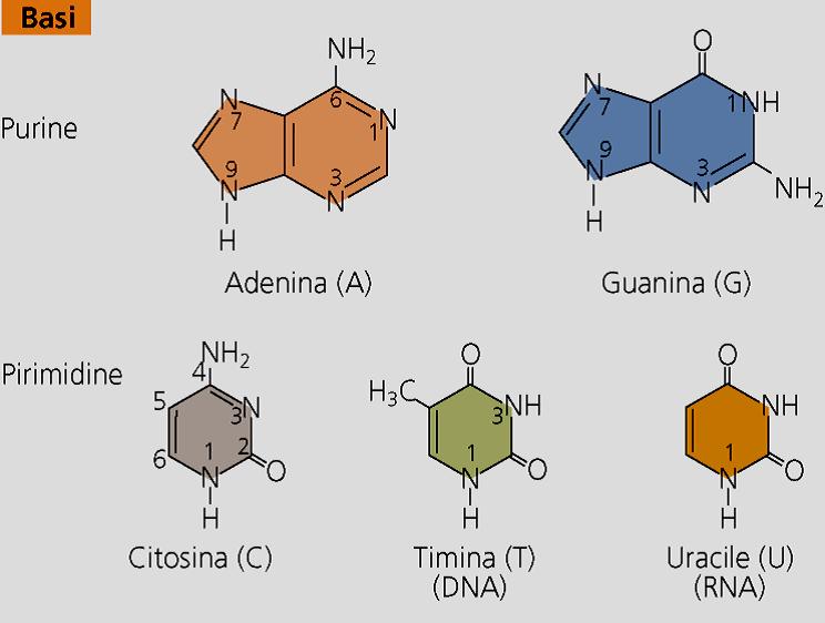 Figura 4: le basi azotate Adenina, Guanina, Citosina e Timina sono basi contenute nel DNA, mentre Uracile, Citosina, Guanina ed Adenina sono basi contenute nell RNA.