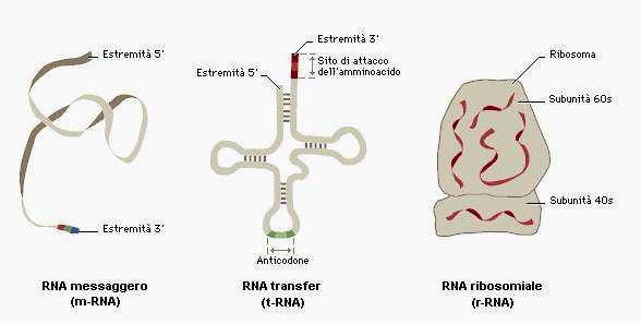 L'RNA messaggero (mrna) è il prodotto della trascrizione del DNA e porta l informazione trascritta sul filamento al sito della sintesi proteica.