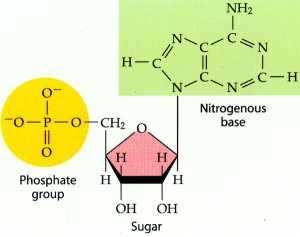 Il gruppo fosfato, la base azotata e lo