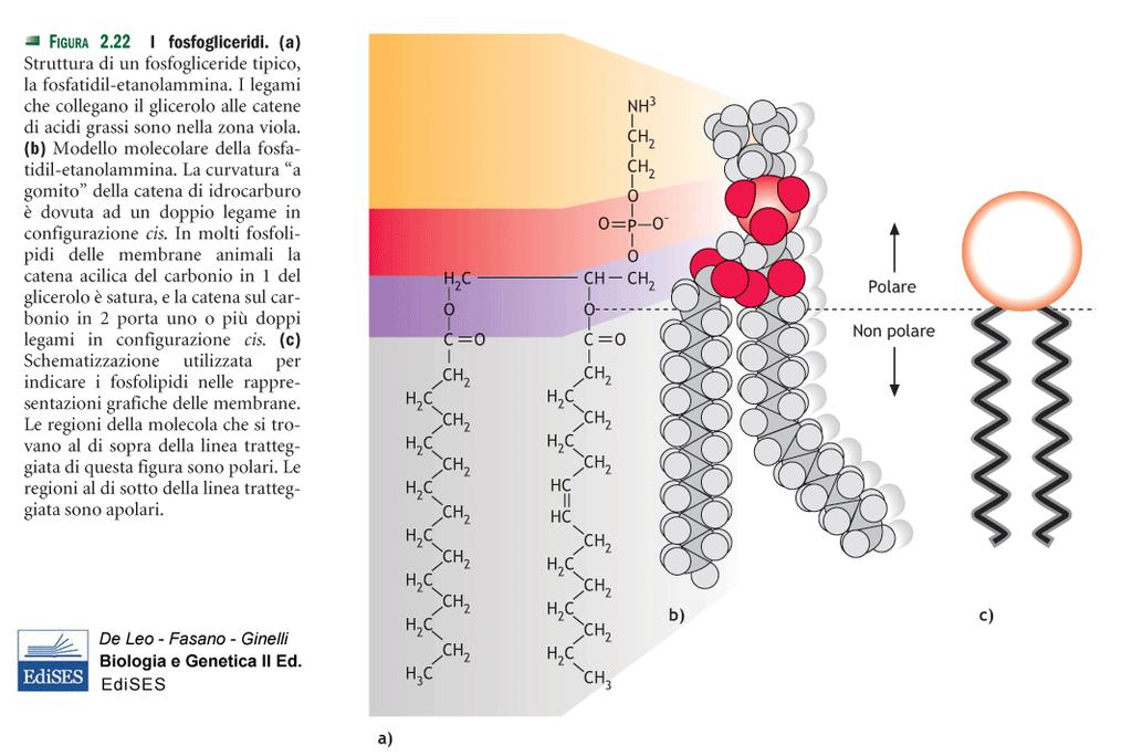 Fosfolipide: molecola anfipatica Porzione idrofoba e apolare : due catene di acidi grassi esterificati con il glicerolo Porzione