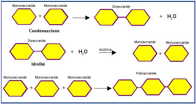 Reazioni di condensazione e idrolisi L unione di due monomeri forma un dimero; l aggiunta di ulteriori monomeri forma un polimero.