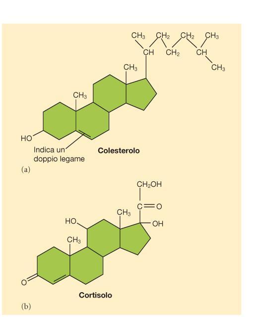 GLI STEROIDI CONTENGONO 4 ANELLI CARBONIOSI Colesterolo Sali