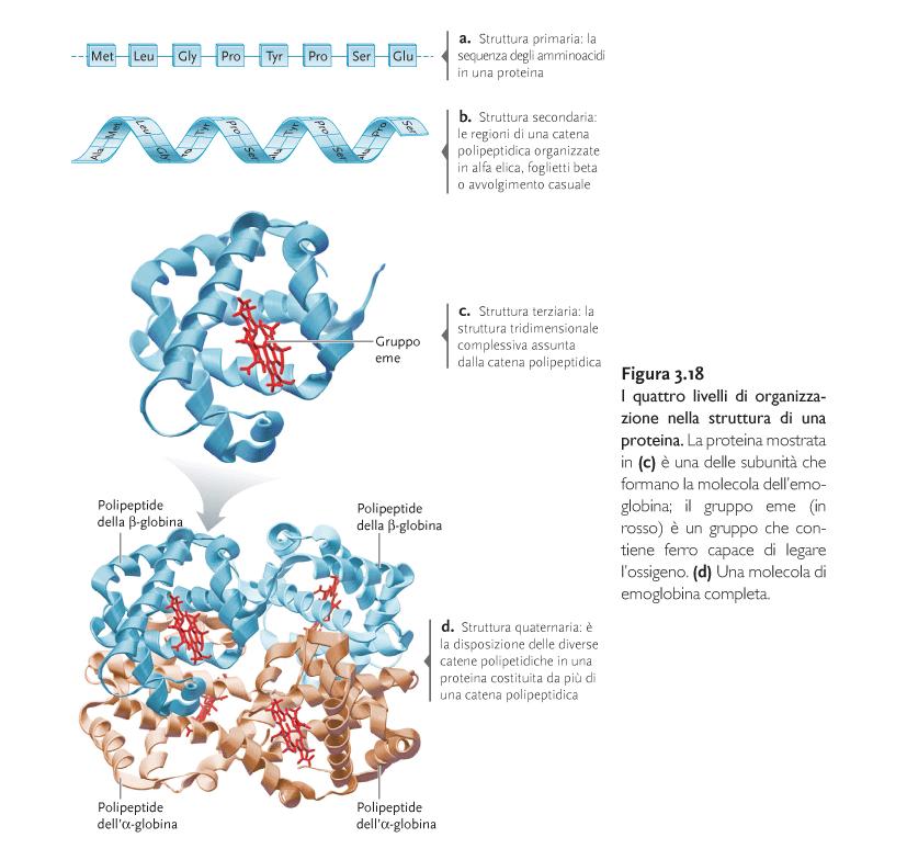 Le strutture proteiche presentano quattro livelli di organizzazione.